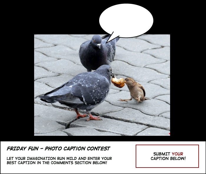 Bird Politics photo caption contest cartoon