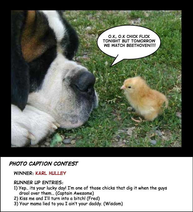 St Bernard chick photo contest
