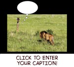 Lion meets Giraffe photo caption