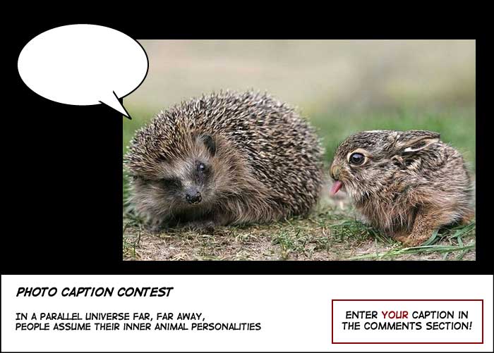 Hedgehog rabbit photo caption
