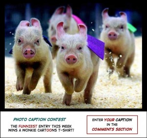 Animal Olympics photo cartoon
